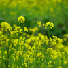 菜の花1