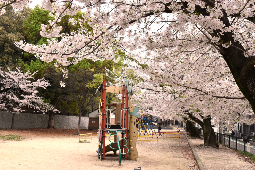 桜満開の公園