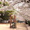 桜満開の公園