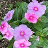 道端の花壇
