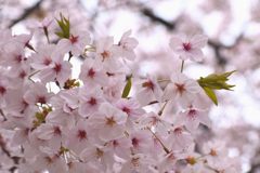 桜の花4