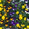 色とりどり花