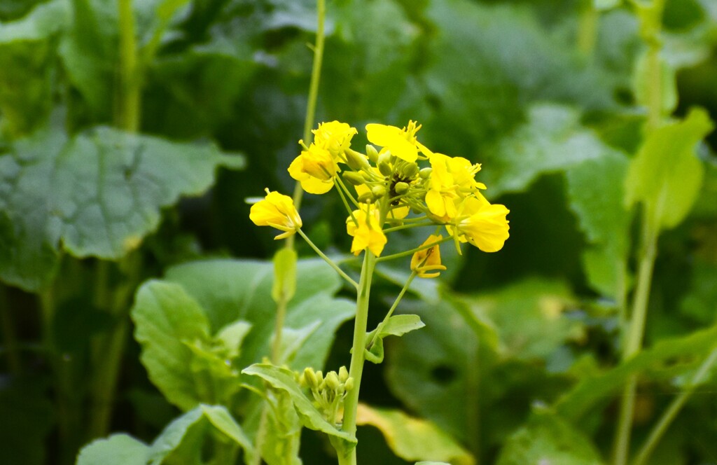 菜の花3
