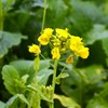 菜の花3