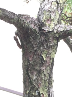 アブラゼミのひととき