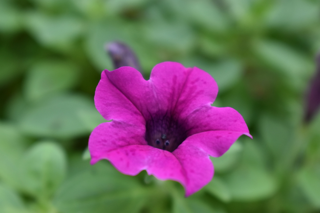 ベランダで咲いています