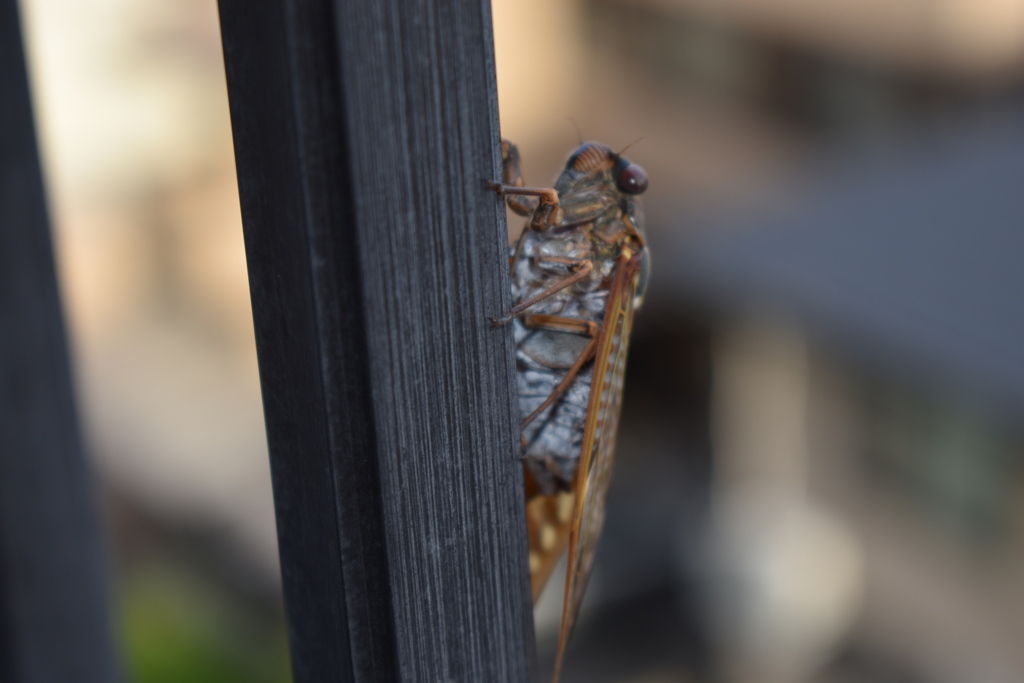 ベランダでひと休み