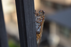 ベランダでひと休み