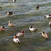 たわむれる鳥さんたち