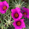 小戸公園の花2