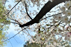 見上げた桜の木