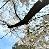見上げた桜の木