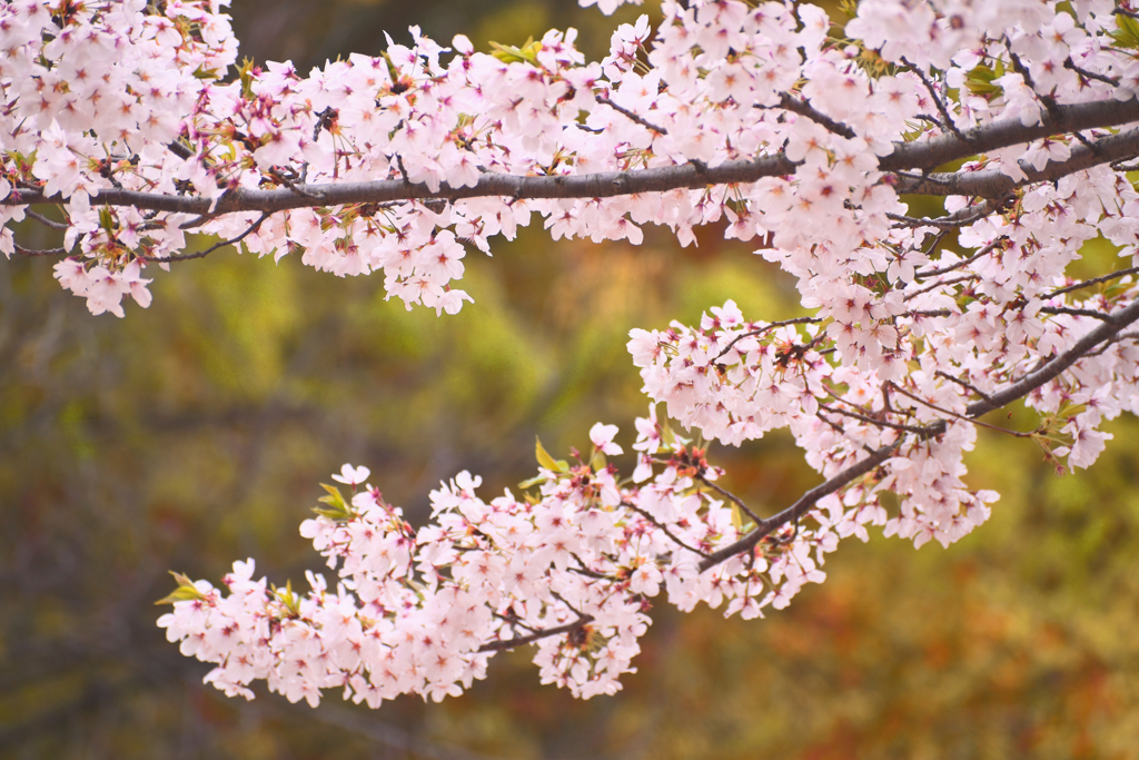桜の花10