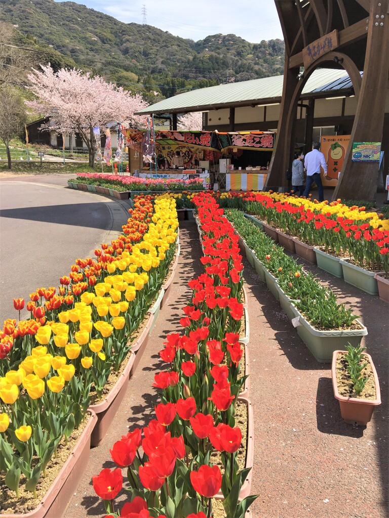 道の駅のチューリップ