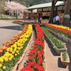 道の駅のチューリップ