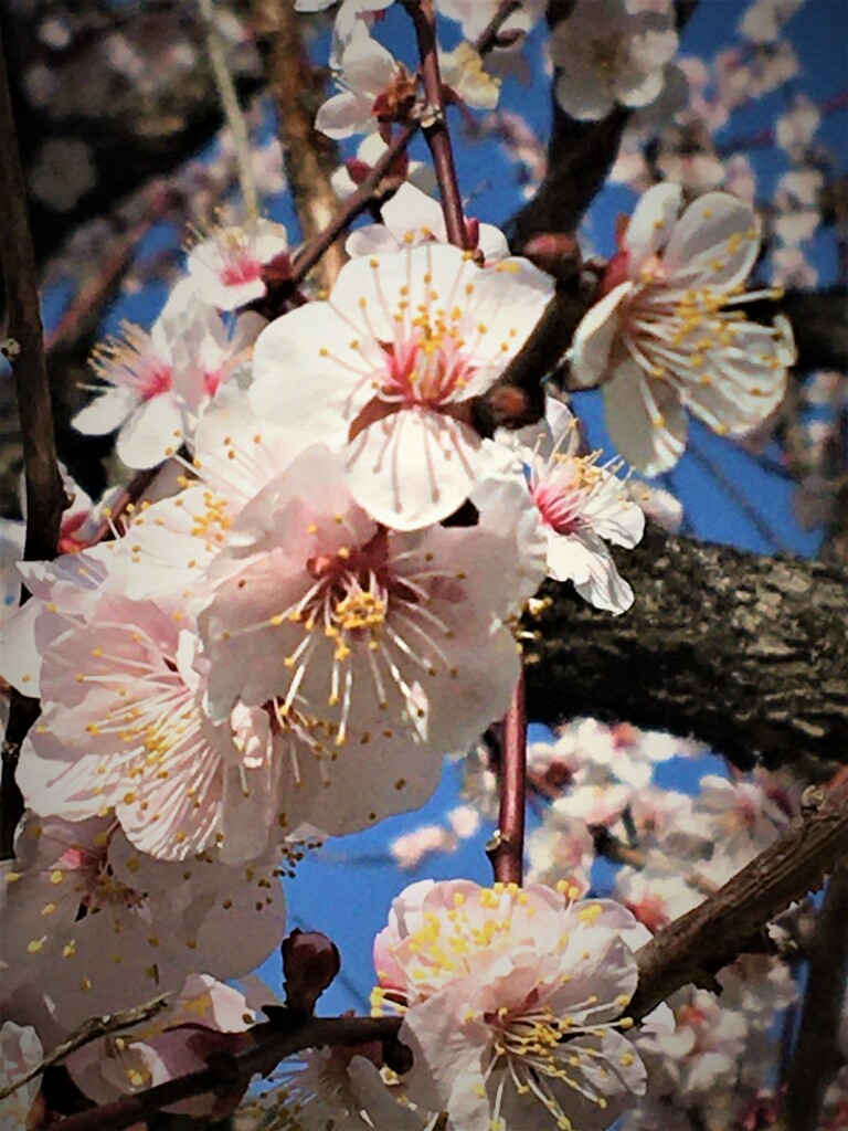 梅林寺の梅3