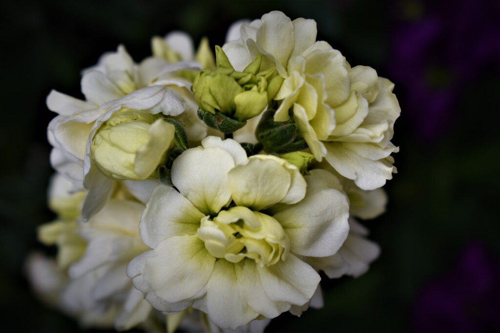 エントランスの花壇