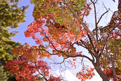 紅葉八幡宮の紅葉