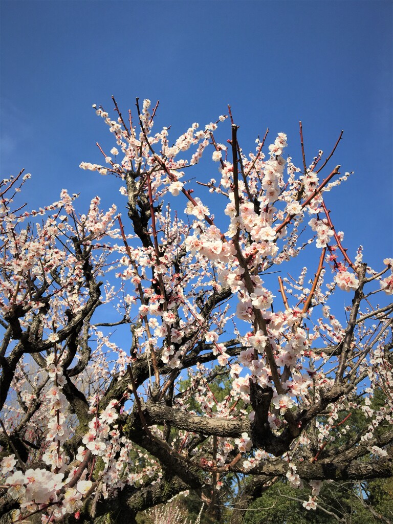 梅林寺の梅2