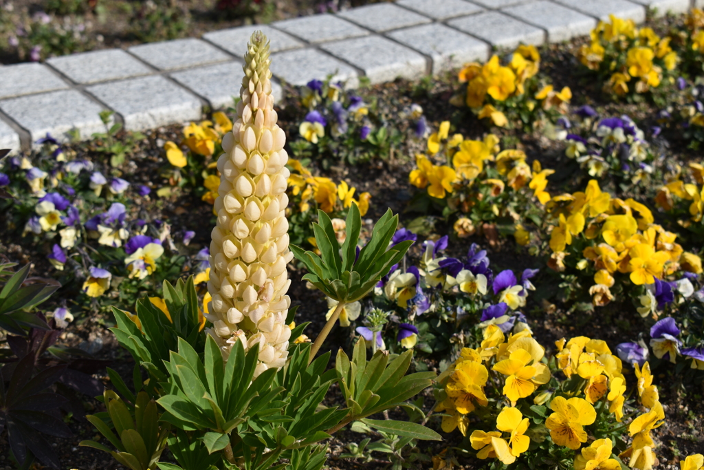 公園の花壇