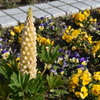 公園の花壇