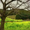 冬に咲いている菜の花