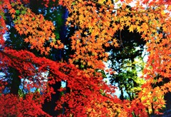 福岡の紅葉4