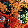 福岡の紅葉4