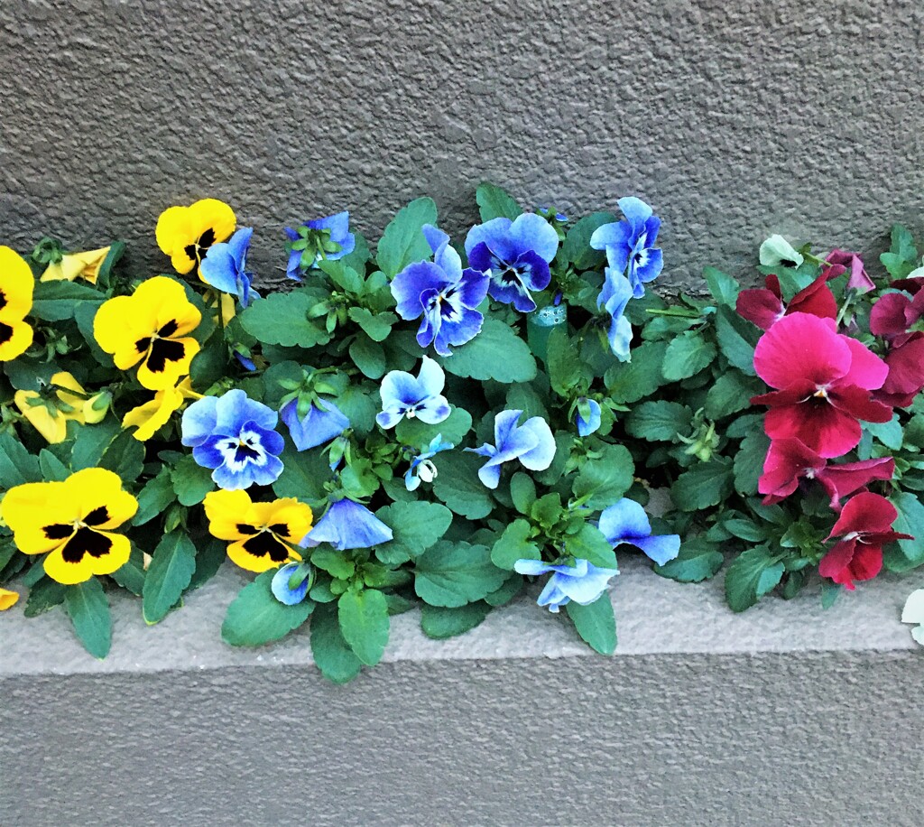 近所の花壇