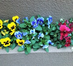 近所の花壇