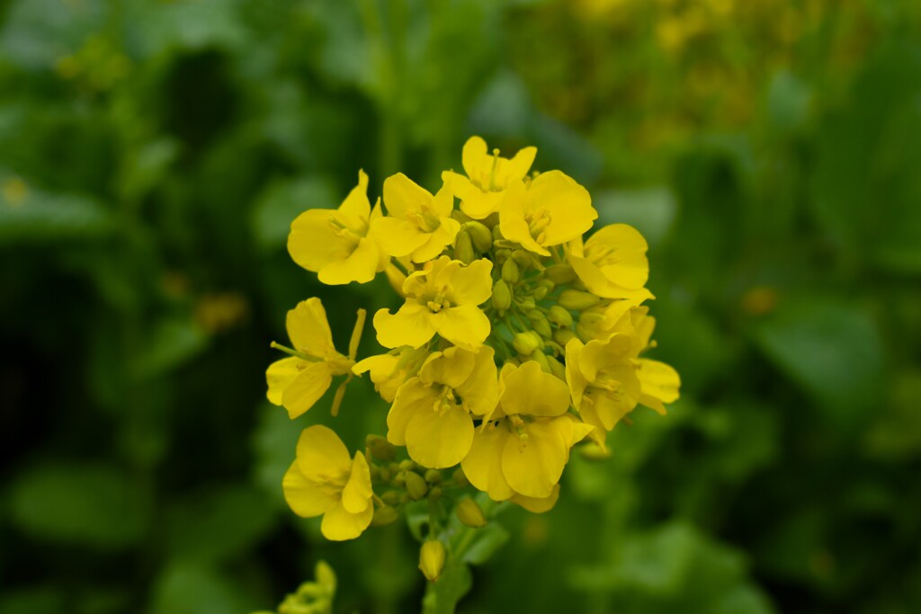 菜の花5