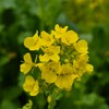 菜の花5