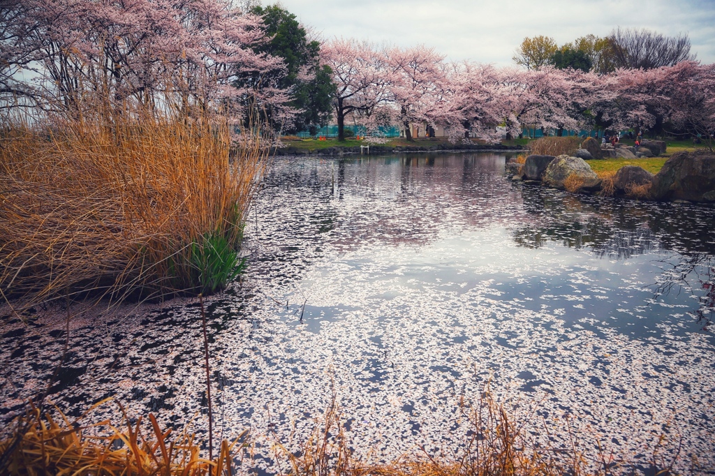 花筏の頃