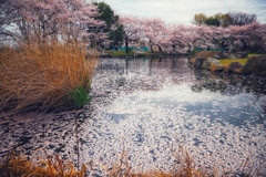 花筏の頃