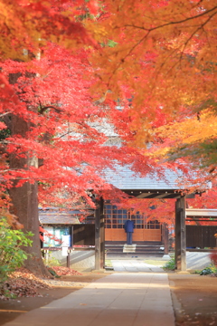 武蔵の国のお寺さん