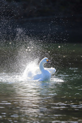 白鳥の水浴び