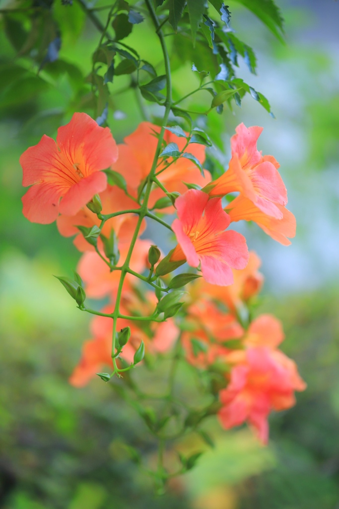 おばあちゃんの花