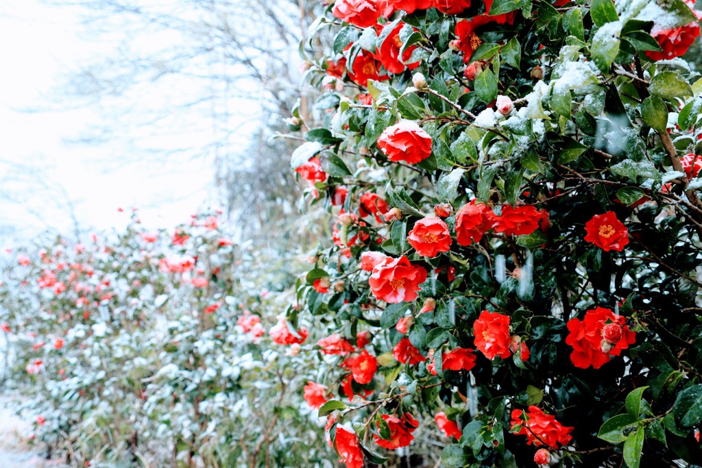 3月の雪