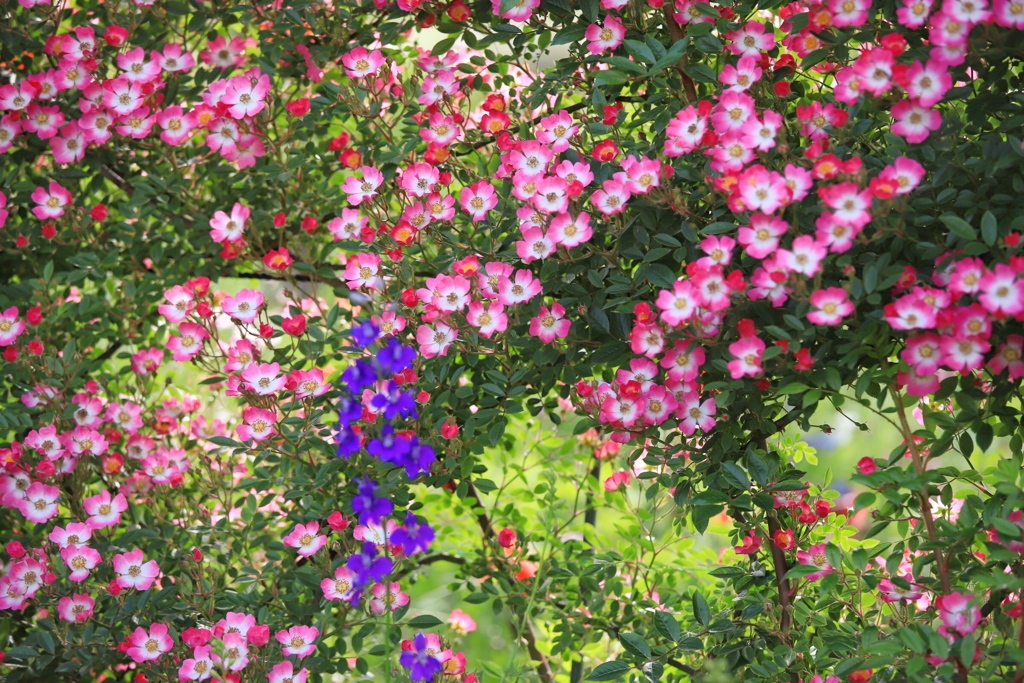 薔薇の花園2