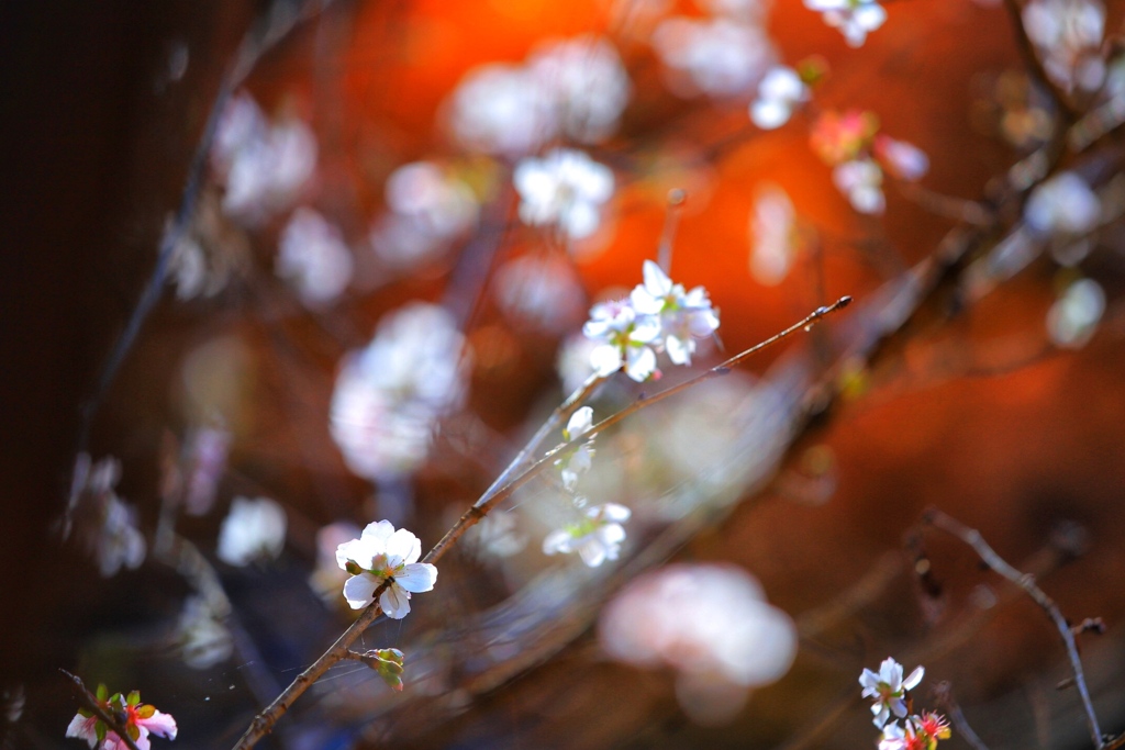 初冬の桜