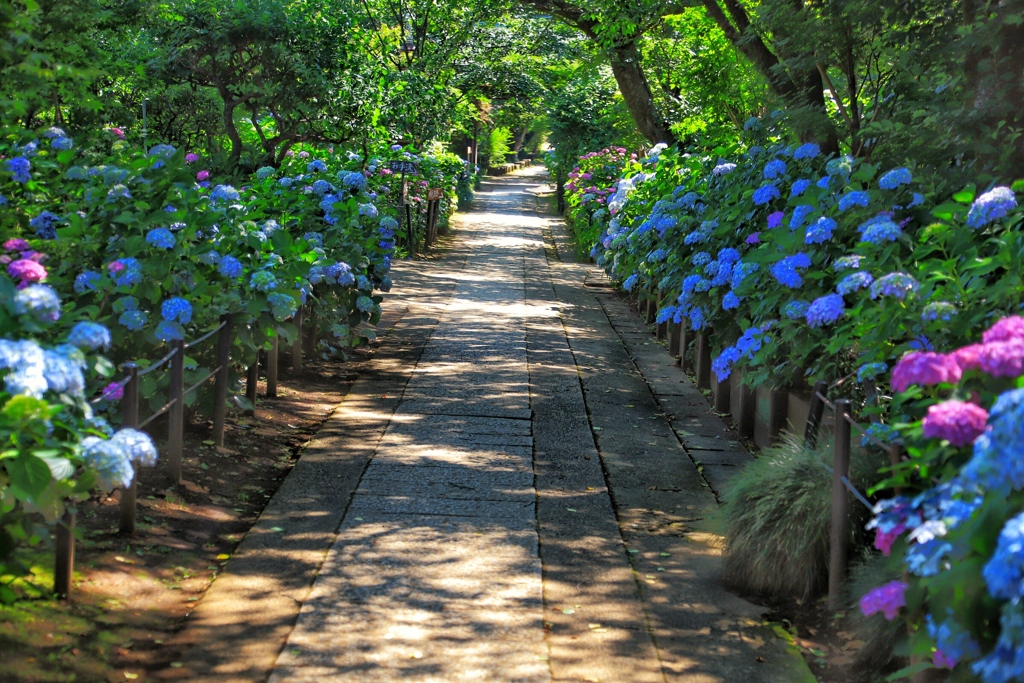 紫陽花寺