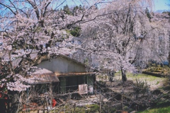 三春の桜②