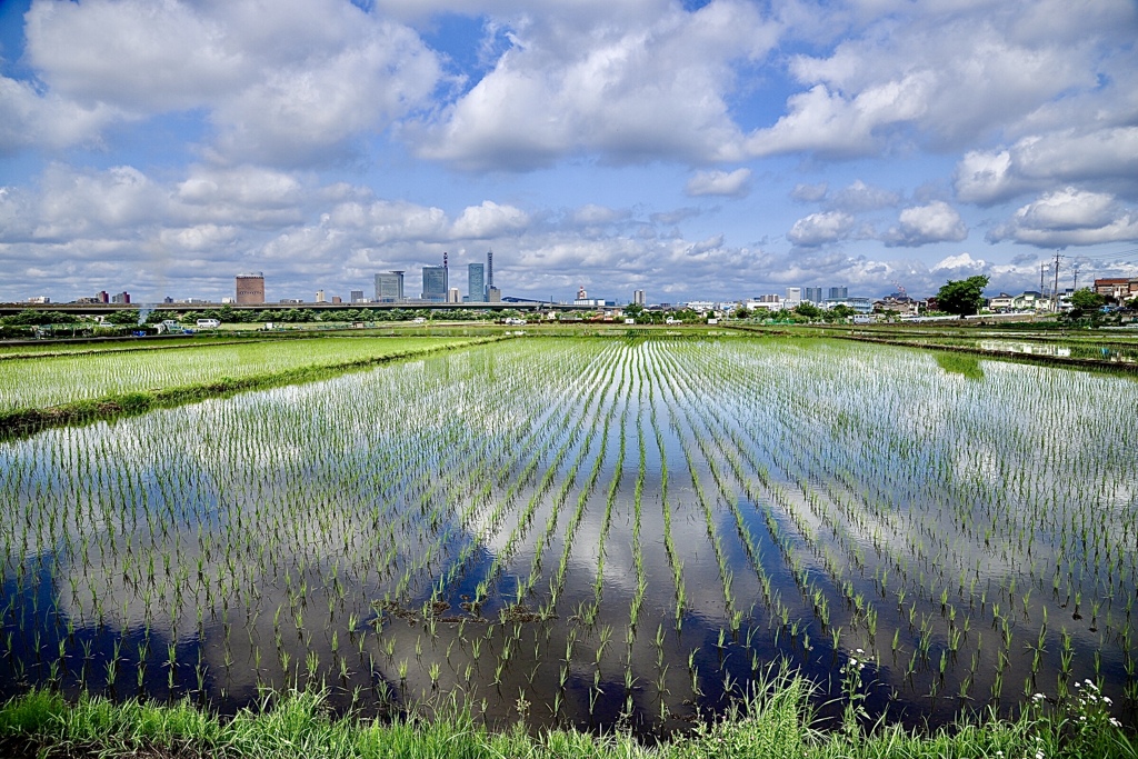 青空田んぼ