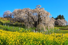 三春の滝桜