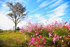 田んぼの秋桜