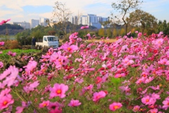 田んぼの秋桜②