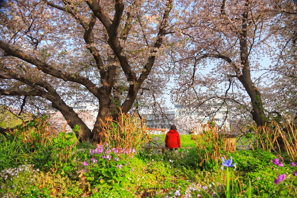 おばあちゃんのお花見