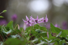 健気な花