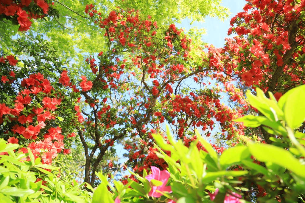 つつじの園