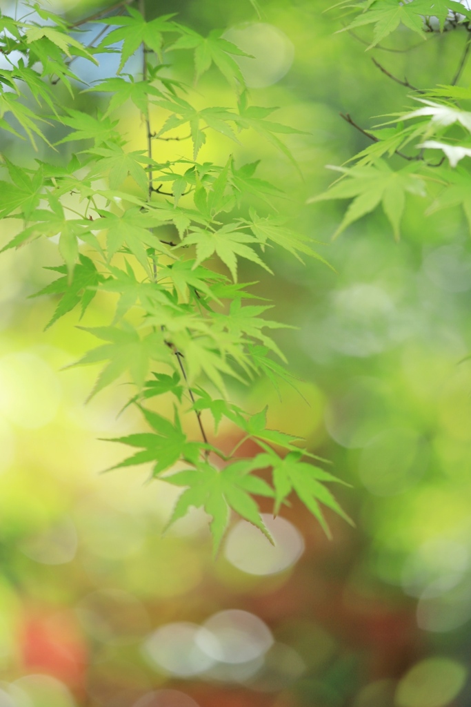 蒼もみじ